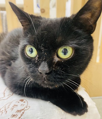 CCD2A51A-BE41-46F7-BB16-BF456C1CBAE0