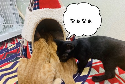 C3D97A4F-38B2-412F-9C1B-CB5FD36439AE