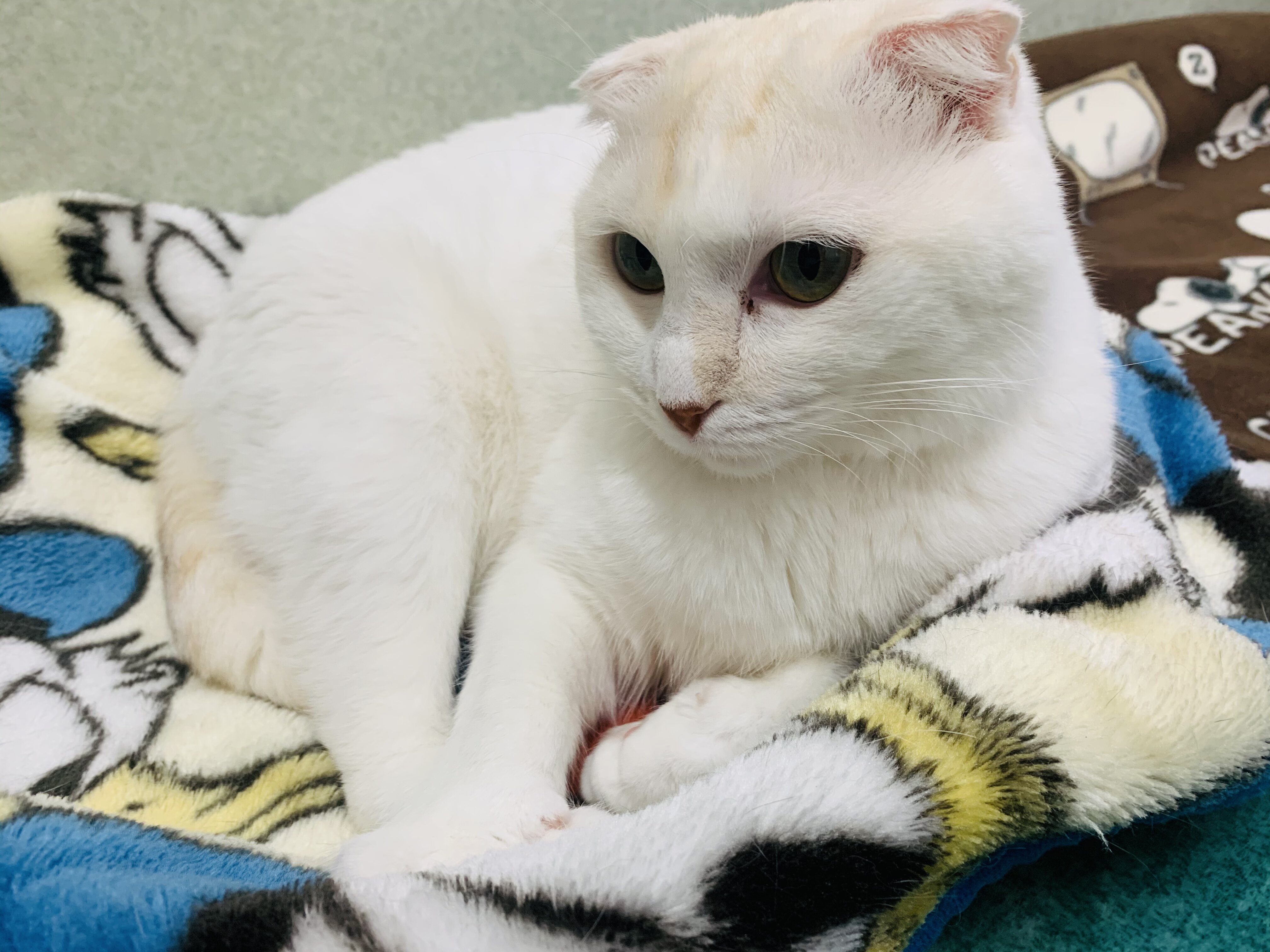 火曜サスペンスの音楽が流れる蒼部屋 Annex ニャンコのずっとのお家探し