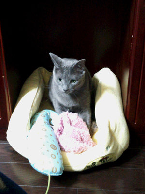 本日のお薦めはくちゃくちゃクッションです