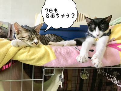 6DBFECD5-95AE-4431-A60D-34983394B6D8