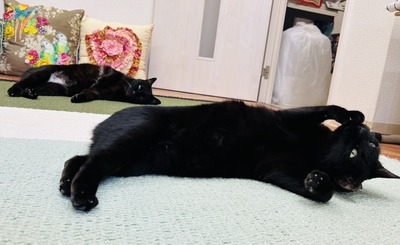 IMG_1398