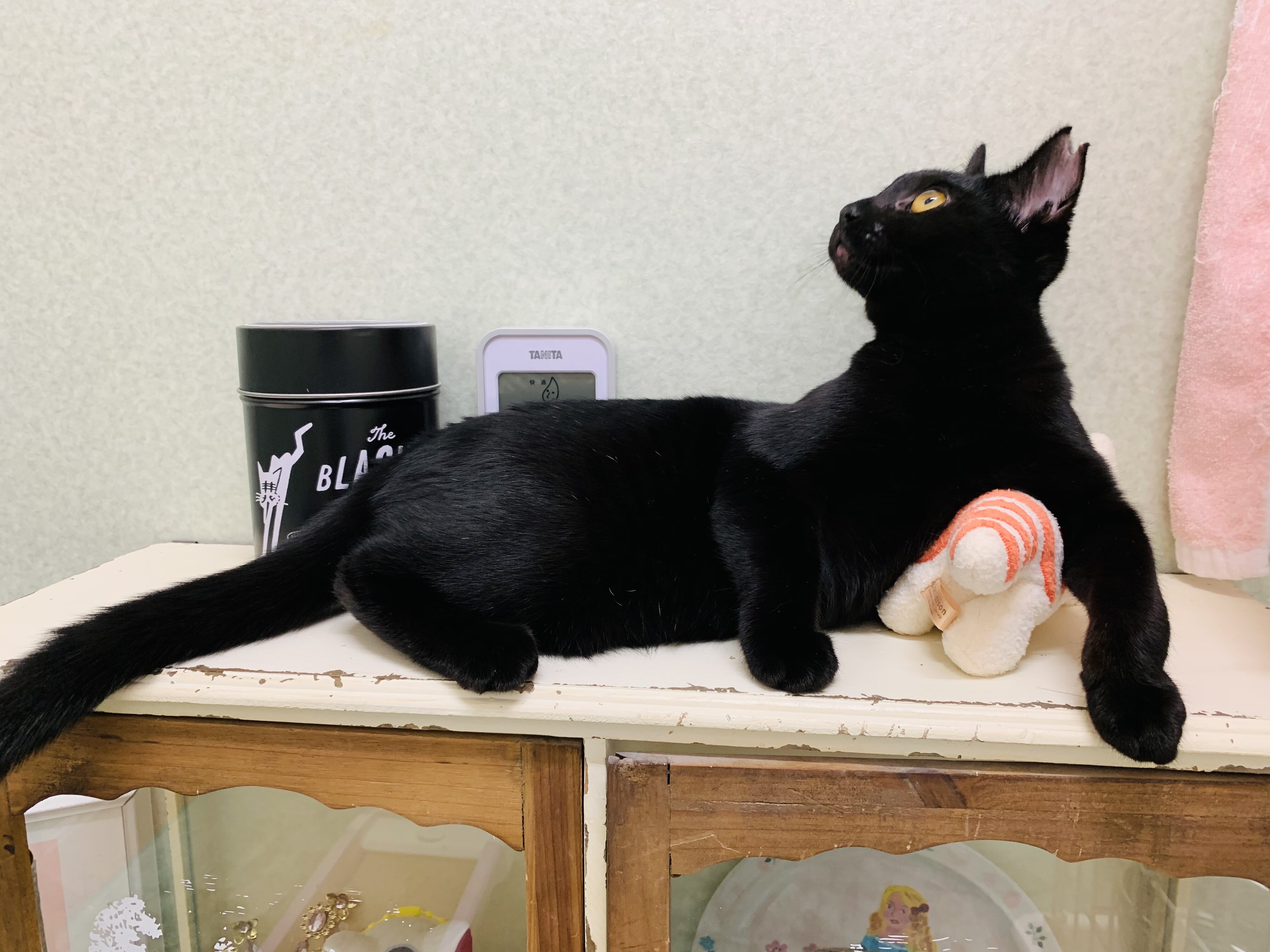 悪い子じゃないですの Annex ニャンコのずっとのお家探し 悪い子じゃないですの Annex ニャンコのずっとのお家探し