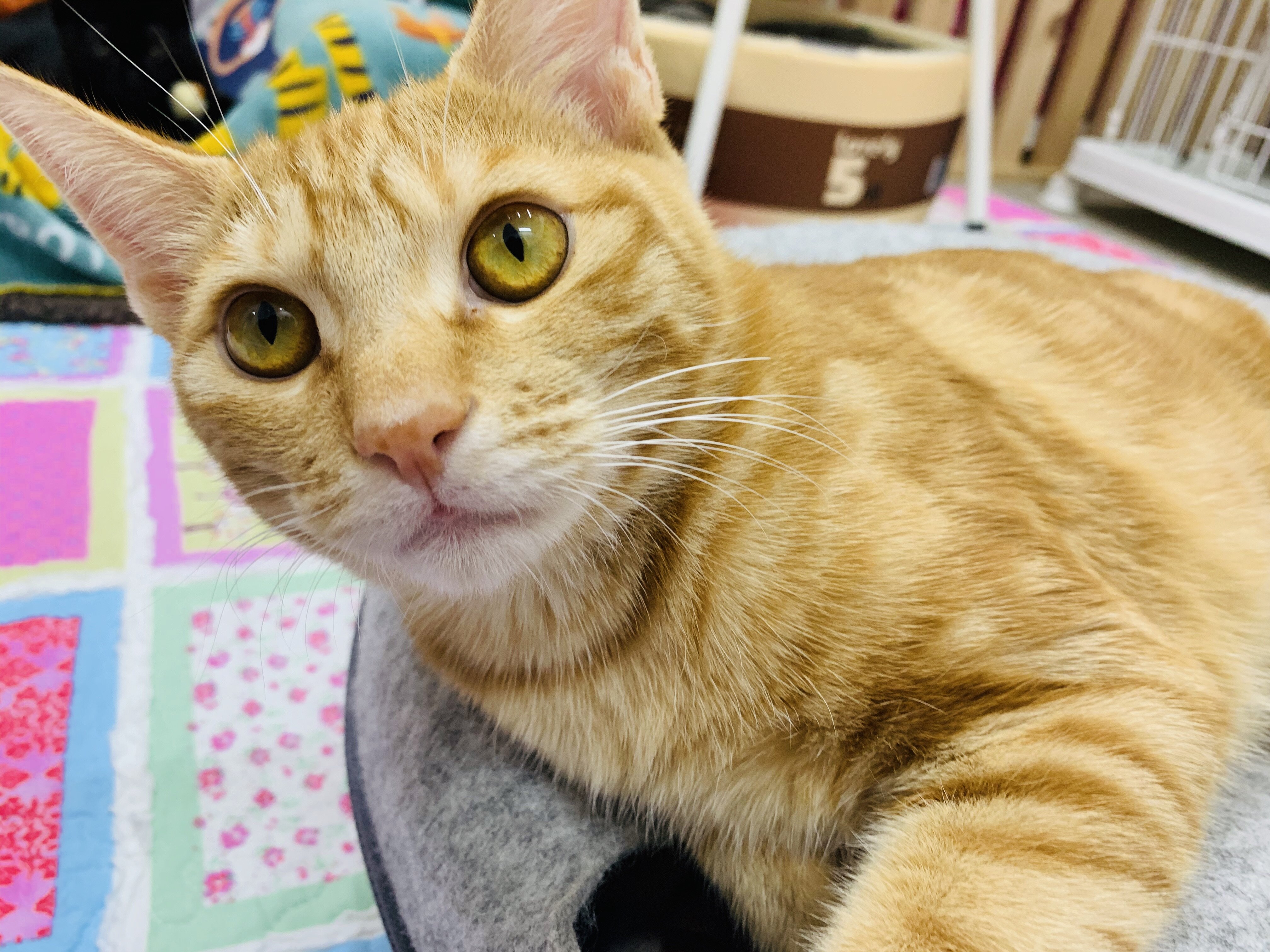 人馴れしていないシャーシャーな3歳の茶トラ猫😸 (chibi) 三十八