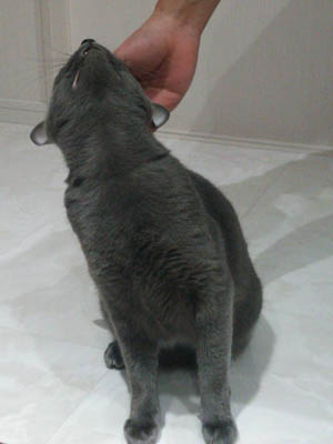なでなで大好きやねん