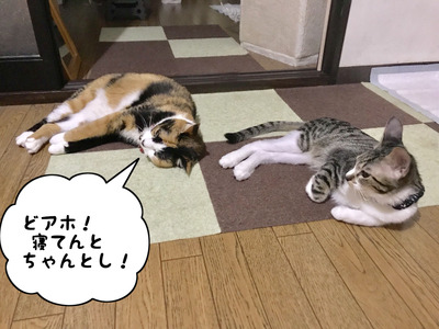 686D4BD7-E9DC-4DE4-8C2F-B970C281B1F8