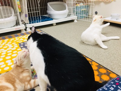 5AC696B8-E703-4649-8903-03094652438F