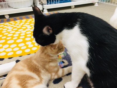 E1AF763A-E831-4184-9870-DE8BE348F850