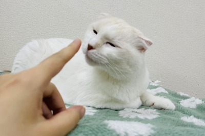IMG_4412