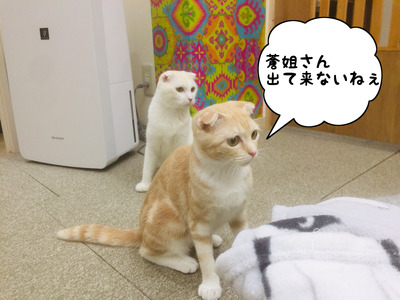2C38848C-73E4-4E82-AE23-319A35F65F77