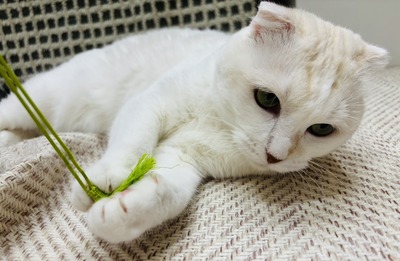 IMG_3854