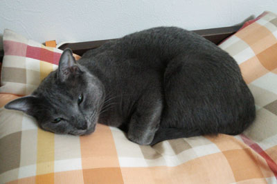 枕の上が好き