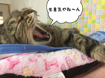 66A83335-CA46-4463-B372-79A066A30653