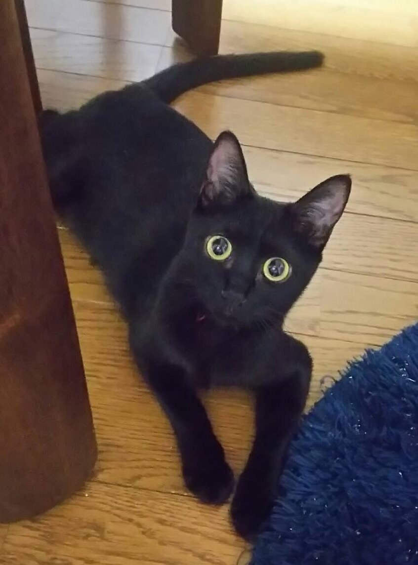 15日はワッショイ子猫祭り里親会です 黒猫しゃん多くね Annex ニャンコのずっとのお家探し