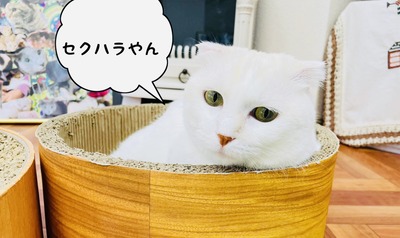 phonto
