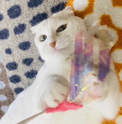 31F9A87E-7B94-4F61-B2FF-C44F931B4BAC