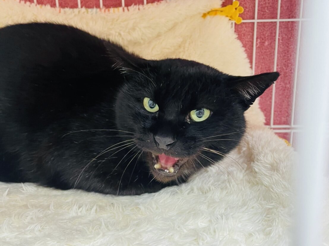 Megさんのお当番日記 さん太夜鳴き対策避難所 Annex ニャンコのずっとのお家探し