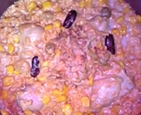 oatmeal_mixed_beans_coconut_milk_boiled_050521.jpg