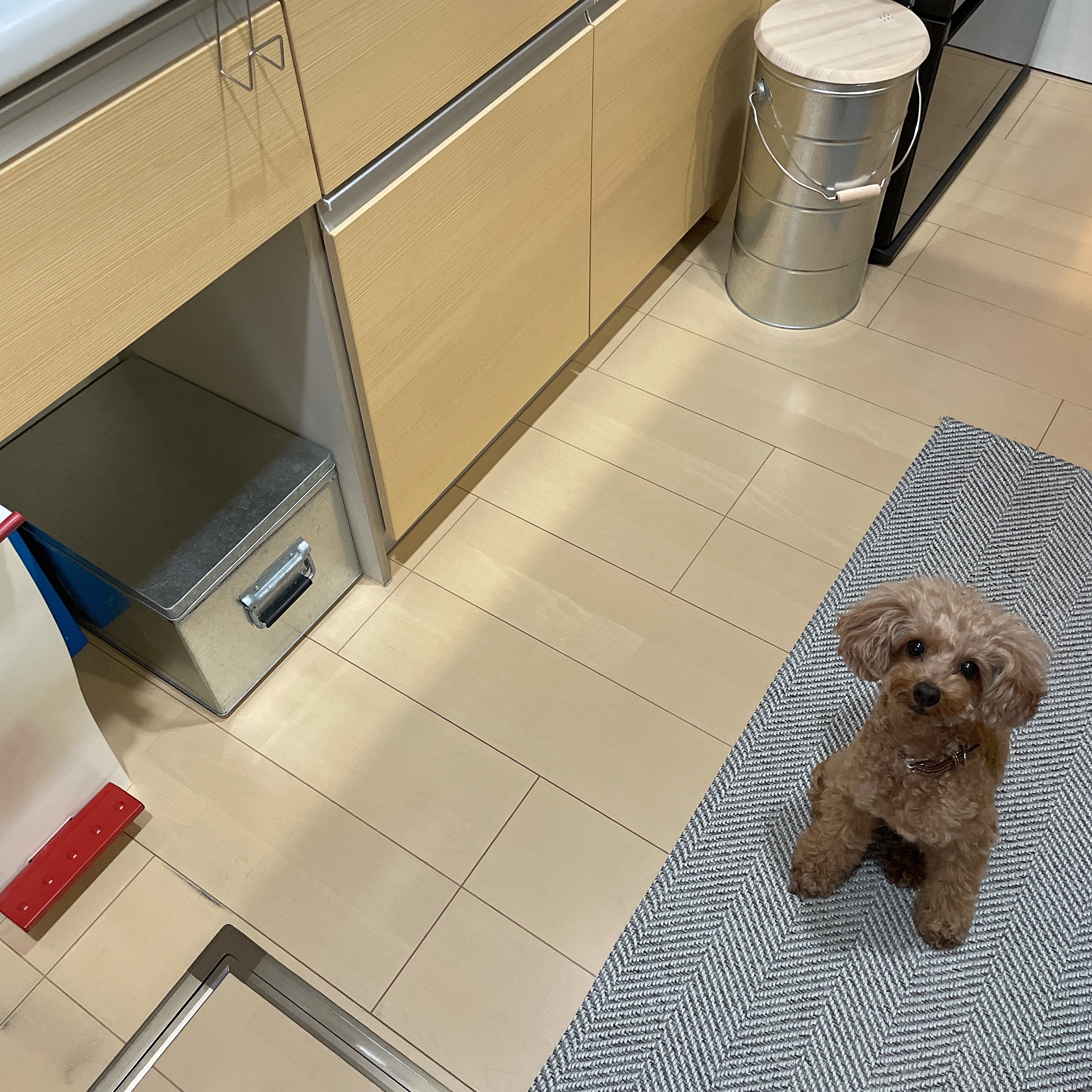 愛犬のケージにセリアで見つけた新たなトイレットペーパーホルダーを設置 Treat Co 愛犬のケージにセリアで見つけた新たなトイレットペーパーホルダーを設置 Treat Co