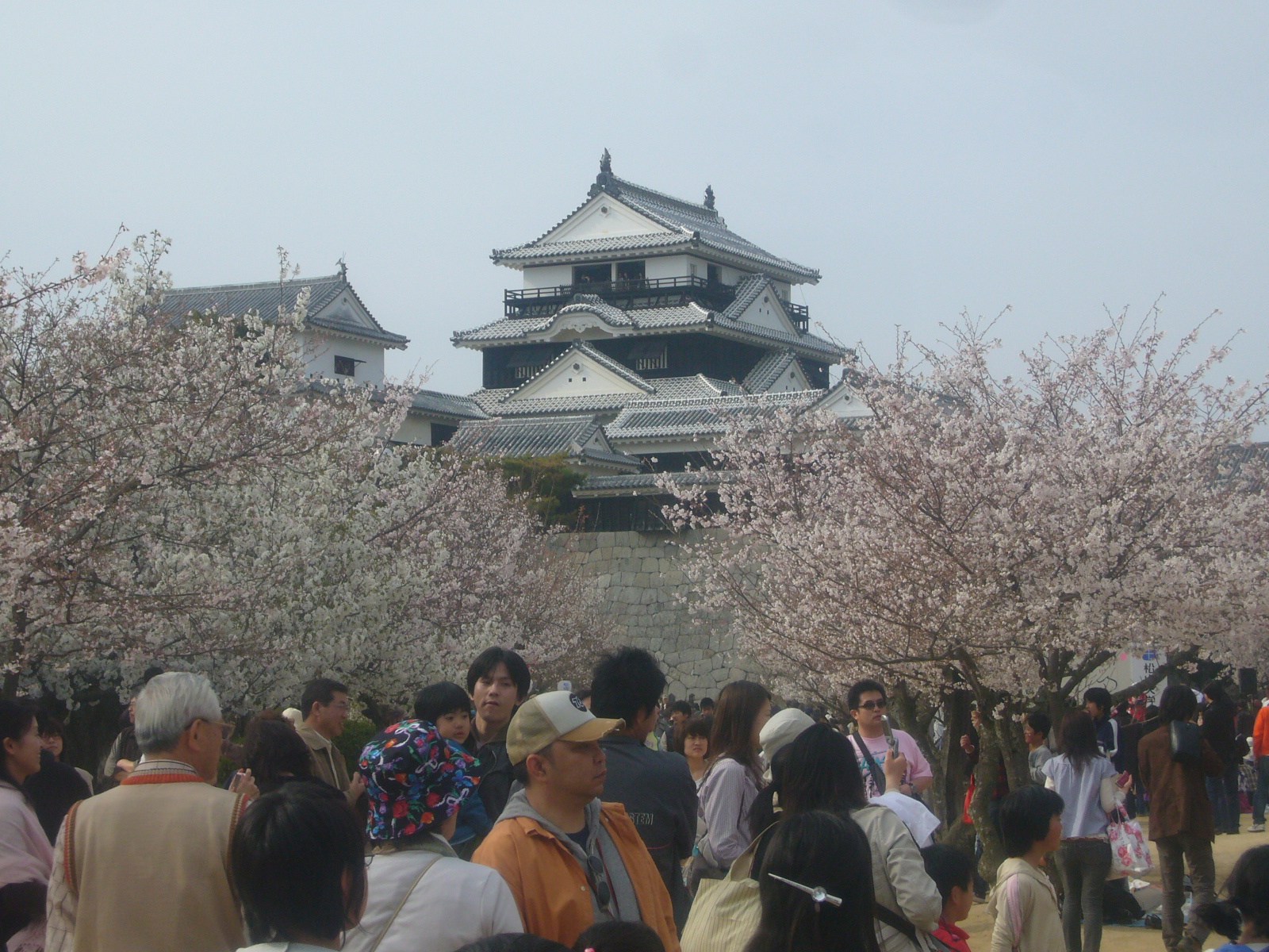 土曜日は松山城へお花見 なおなお の 今日もなんとなく