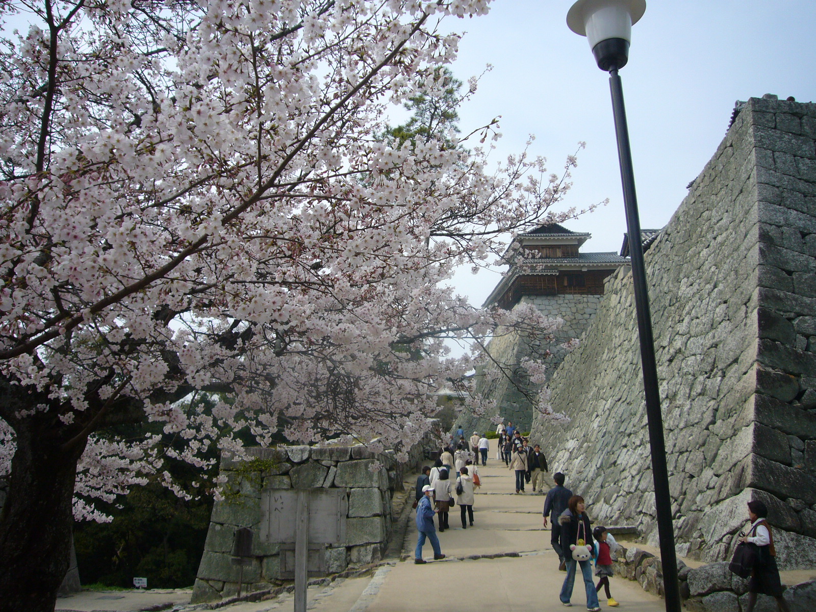 土曜日は松山城へお花見 なおなお の 今日もなんとなく