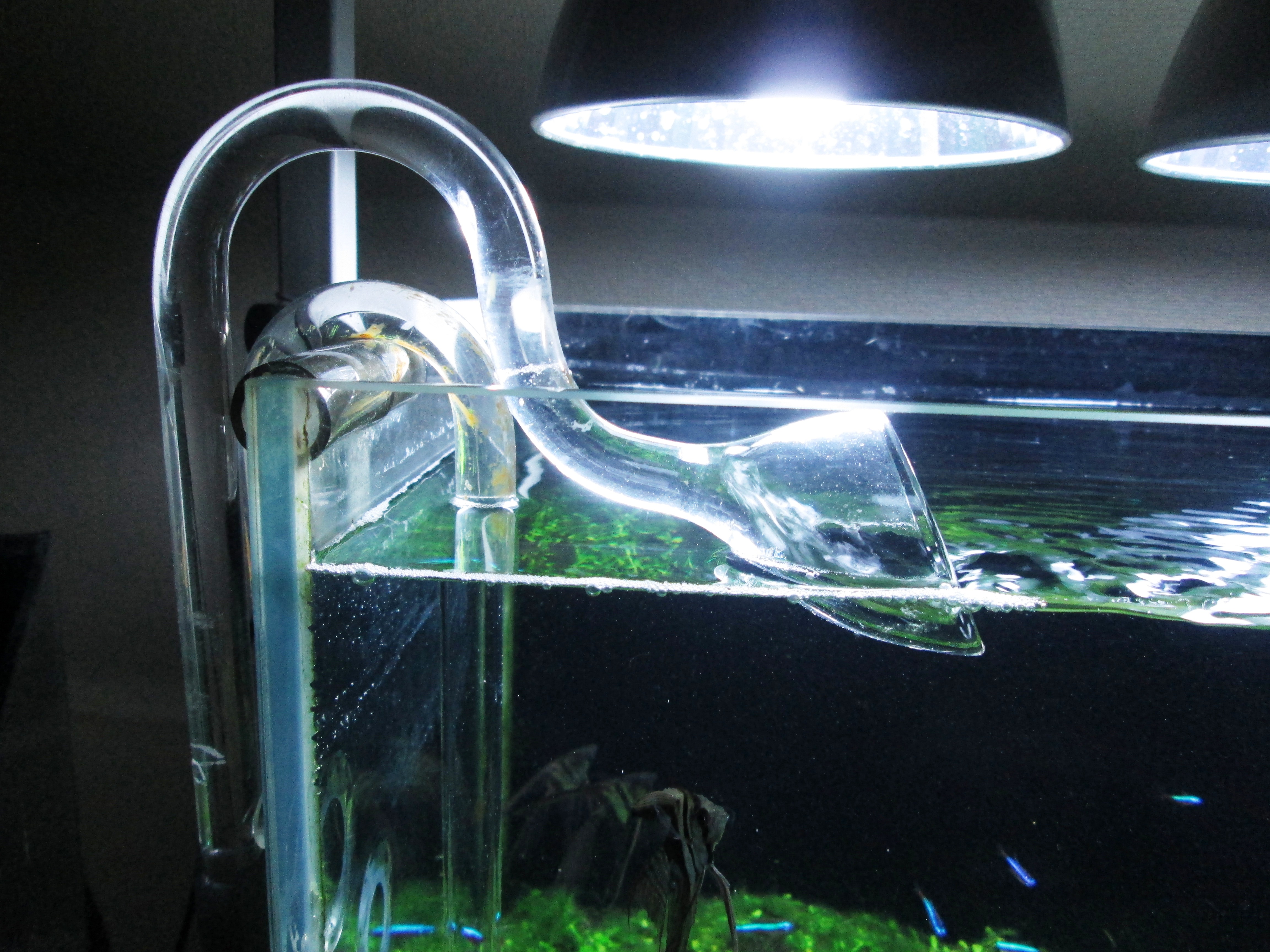 油膜を発生させないために トイプーとお魚とジャイアンツとオイラ 油膜を発生させないために トイプーとお魚とジャイアンツとオイラ