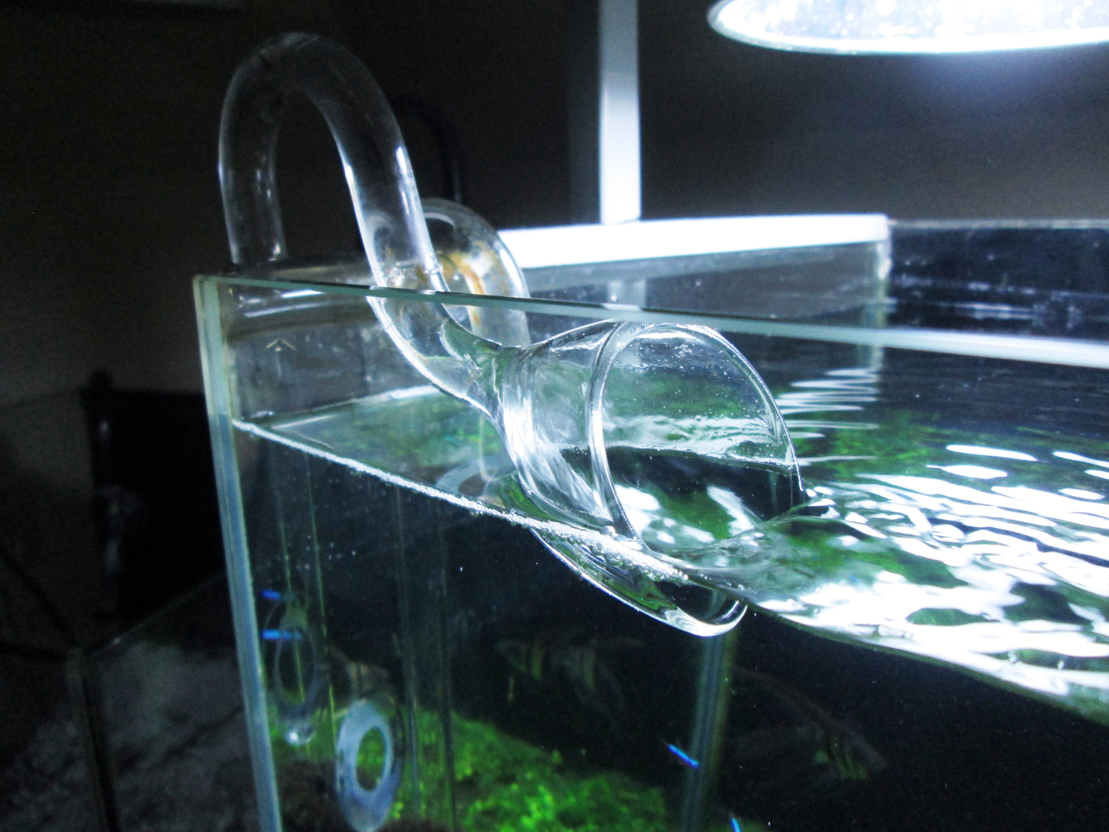 油膜を発生させないために トイプーとお魚とジャイアンツとオイラ