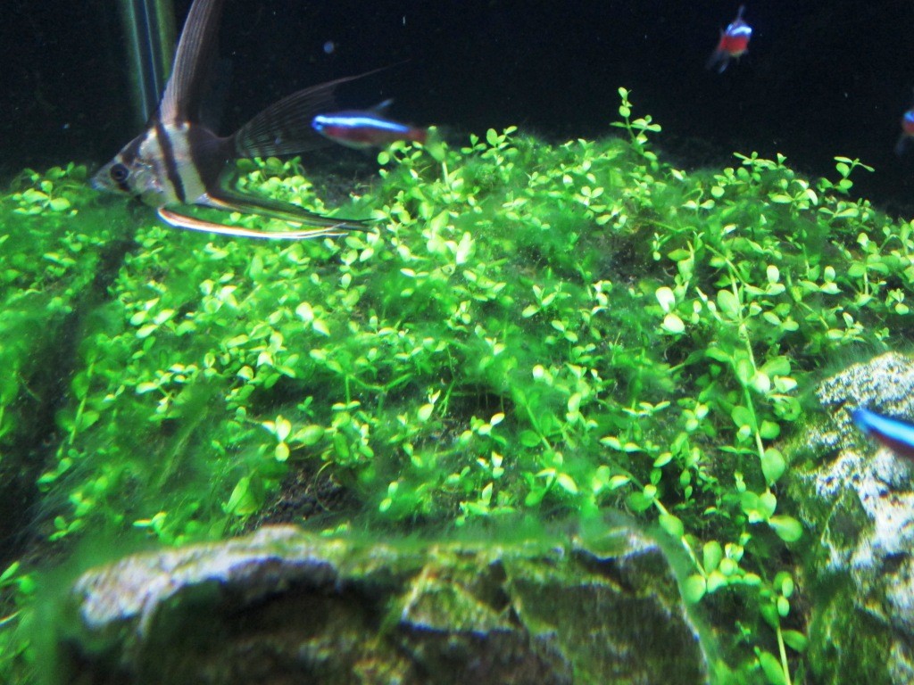 茶ゴケの次はアオミドロ トイプーとお魚とジャイアンツとオイラ 茶ゴケの次はアオミドロ トイプーとお魚とジャイアンツとオイラ