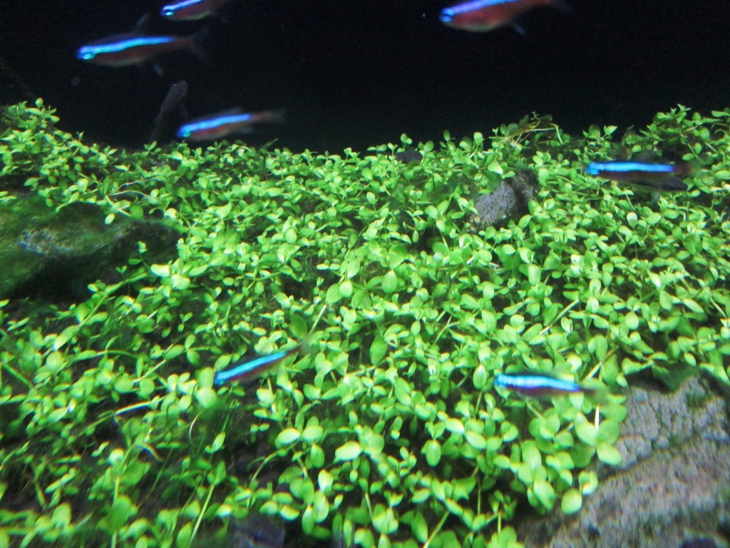 茶ゴケの次はアオミドロ トイプーとお魚とジャイアンツとオイラ 茶ゴケの次はアオミドロ トイプーとお魚とジャイアンツとオイラ