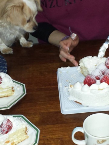 1483944_212209118963940_925626293_n