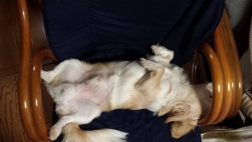 1543999_219855391532646_1137068074_n