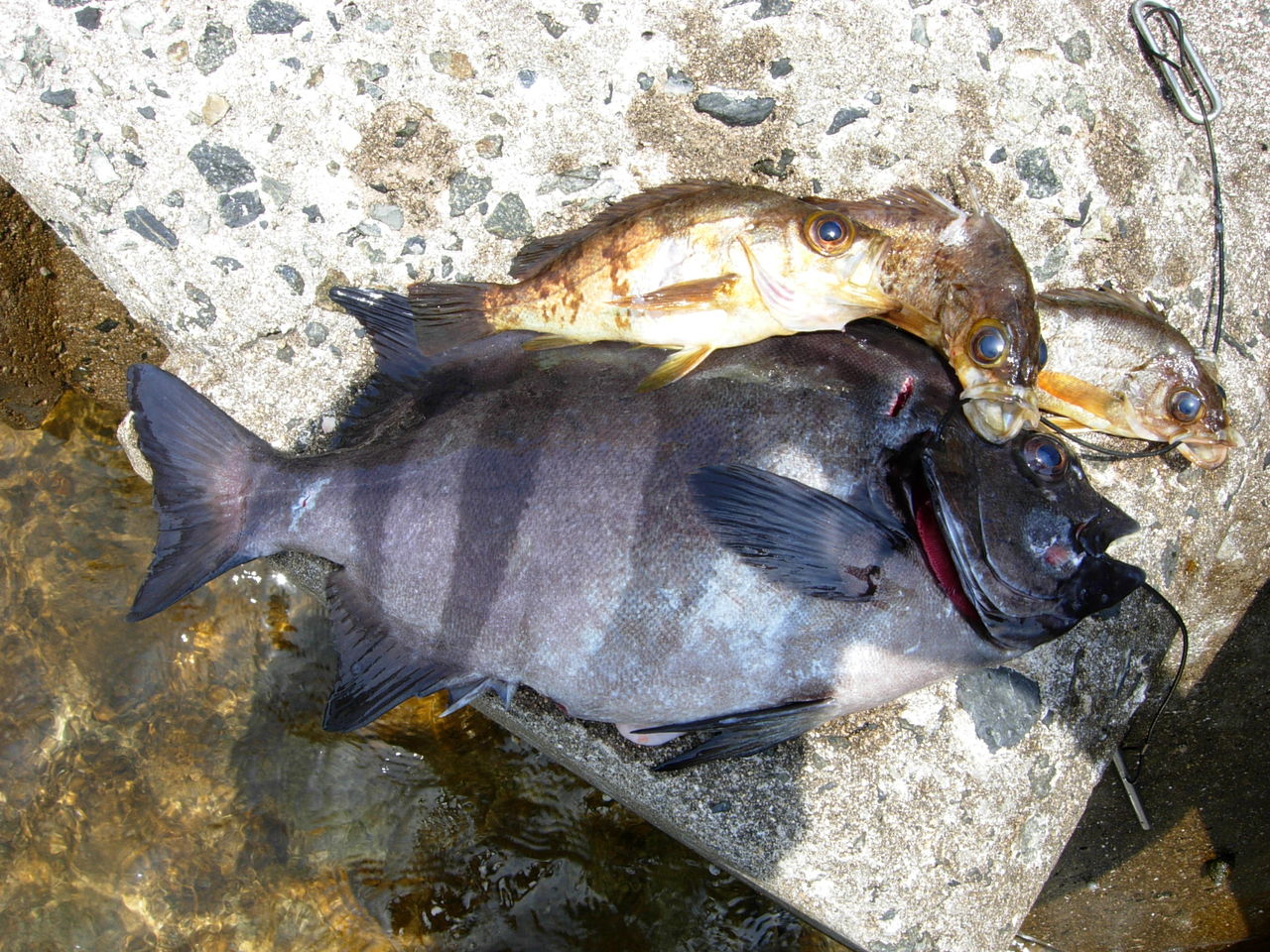 dearei 魚突き dearei 魚突き