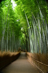 26.7.9(竹林の道1)