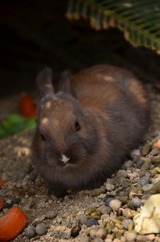 26.4.27(大久野島)