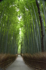 26.7.9(竹林の道2)