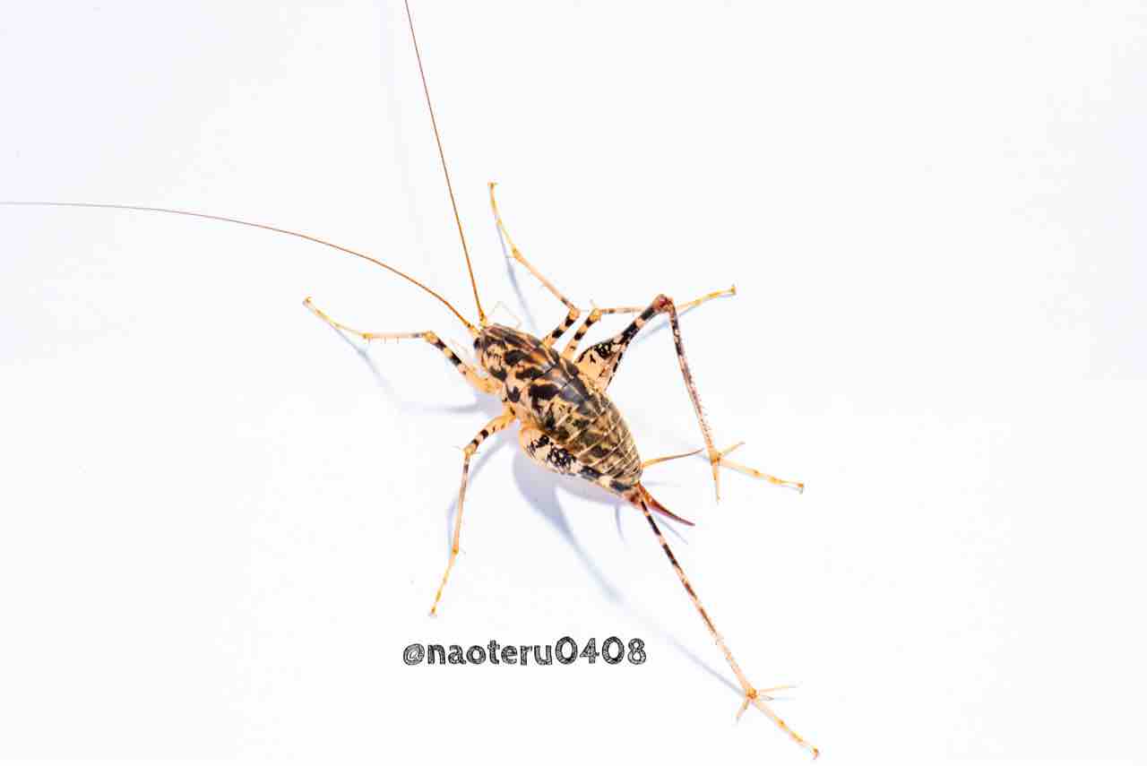 巨大なマダラカマドウマの白バック写真 Ndoŧ Rữ