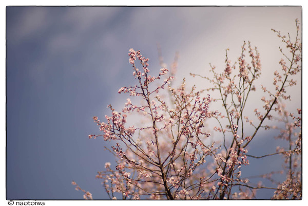 冬桜