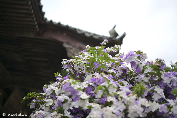 jasmine1