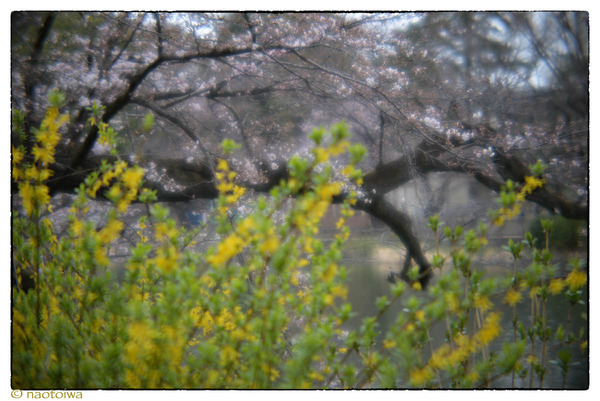 桜と連翹