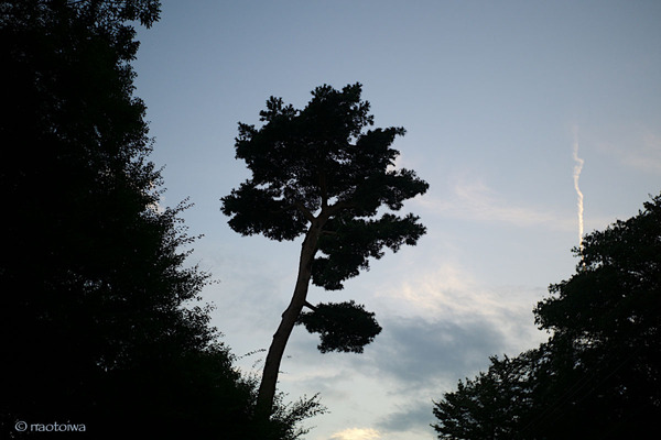 pine tree