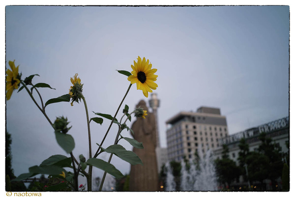 sunflower