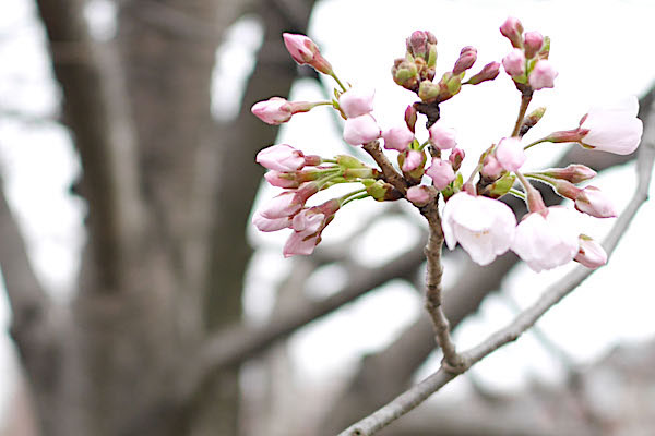 sakura