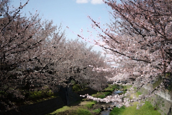 sakura