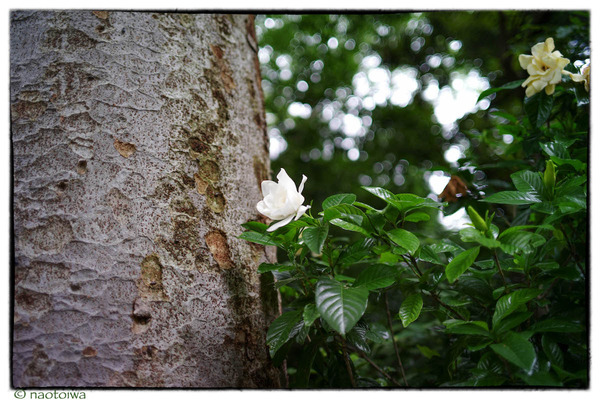 くちなしの花