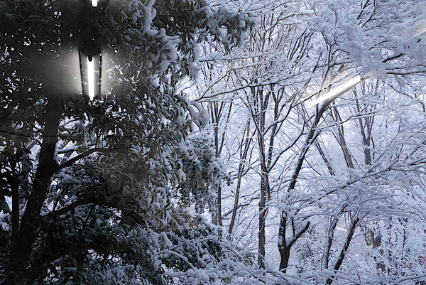 雪景色