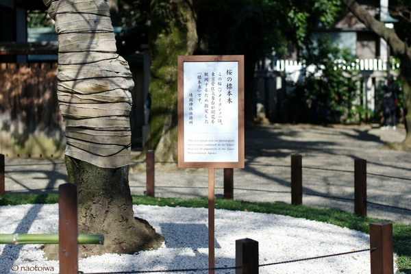 標本木