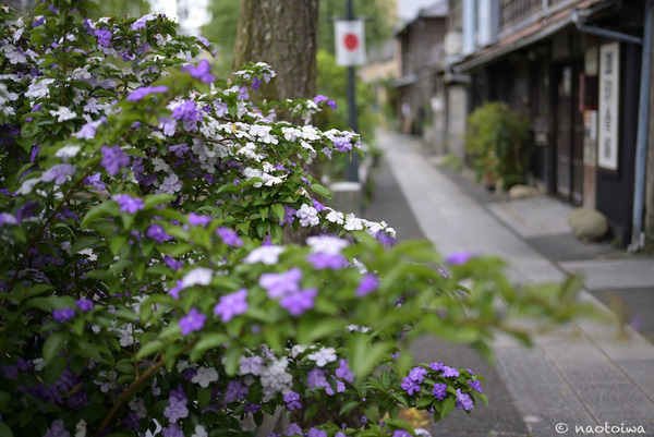 jasmine2