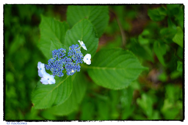 紫陽花