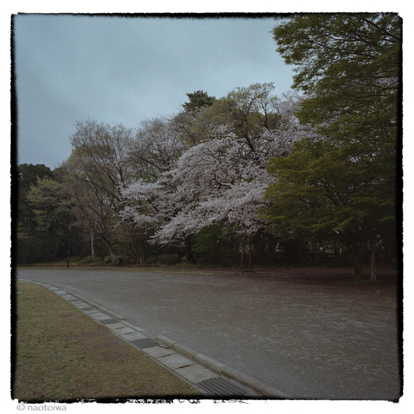 SWC-sakura
