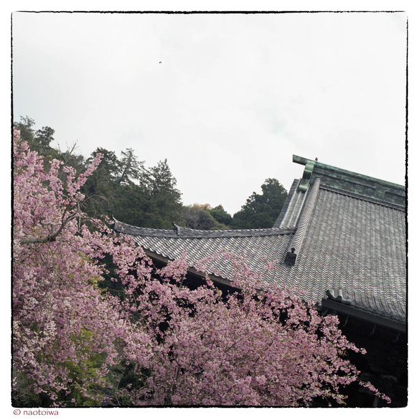 2012妙本寺